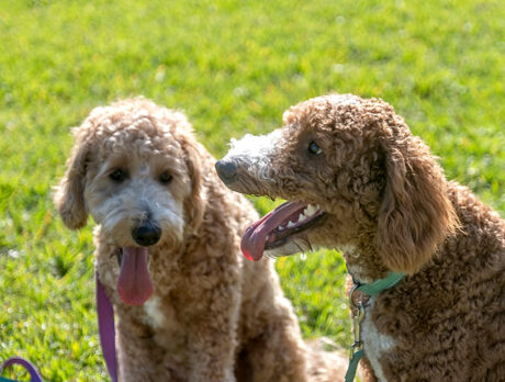 Golden-hearted Emma and Granger love helping humans