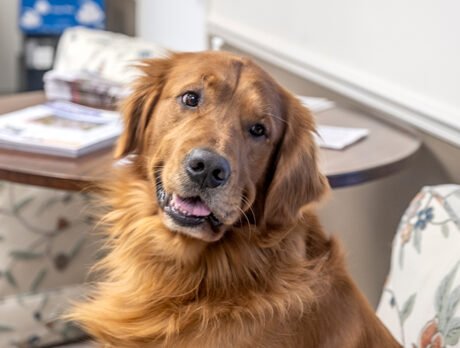Foster dogs like big-boy Boomer need short-term saviors