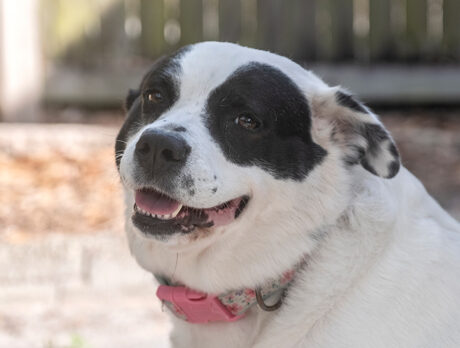 Bonz hangs with Henley, a real Southern sweetheart