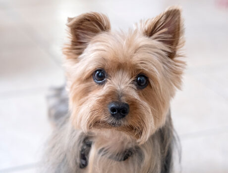 Bonzo meets Oliver, an ‘O’ so cool Yorkshire Terrier