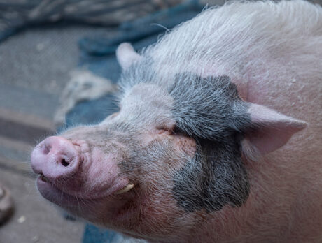 Bonzo’s big new pig pal Chubbs has tons of charm