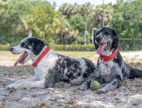 Jim Welles, founder of dog park, was pooches’ best friend