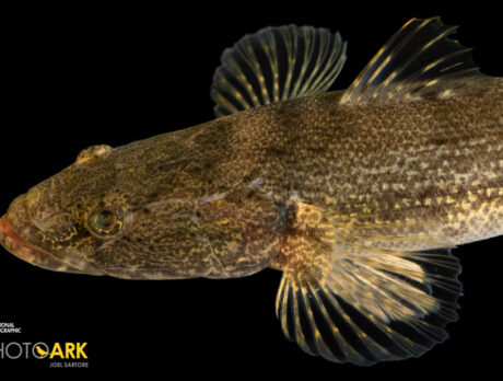 Endangered Fishes of the St. Sebastian River