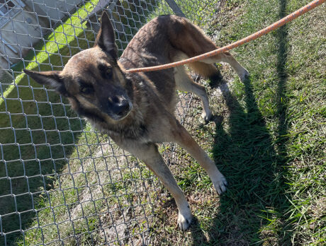 ‘Blaze,’ rescued from island last week, getting tons of love at humane society