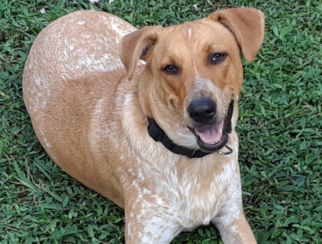 Bonz’s bud Duke ‘Nosework’ … and knows how to play!