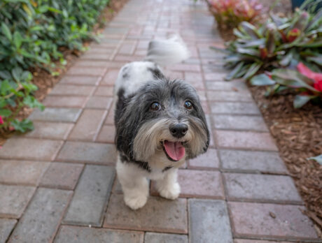 Bonz says time flew with Lulu, a real people pooch