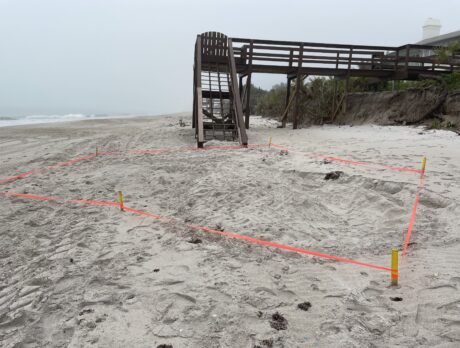 Sea turtle nesting season underway; beachgoers should stay alert