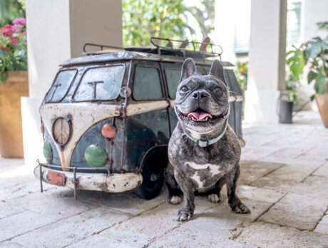 Bonz meets Shylo, a friendly, fit-to-be-queen Frenchie