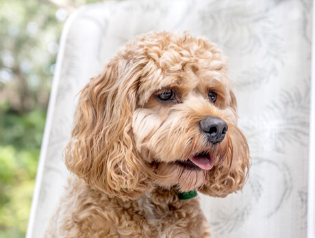 Cosmo the cute Cockapoo is universally well liked