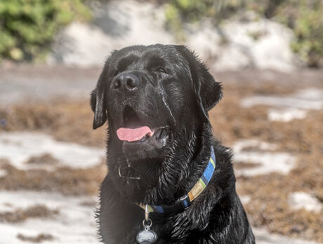 Bonz says ‘Blocky’ and stocky Simba is one fab Lab