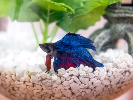 Bowled-over Bonz’s first fish chat goes swimmingly