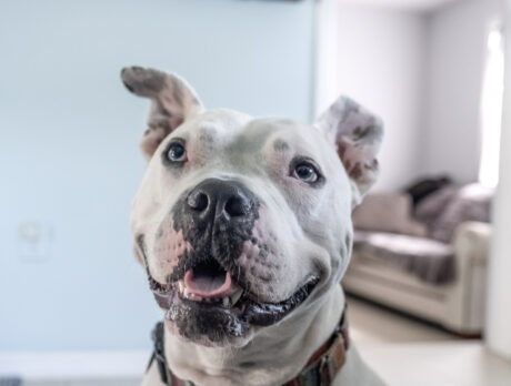 All signs point to Blue being a truly special pooch