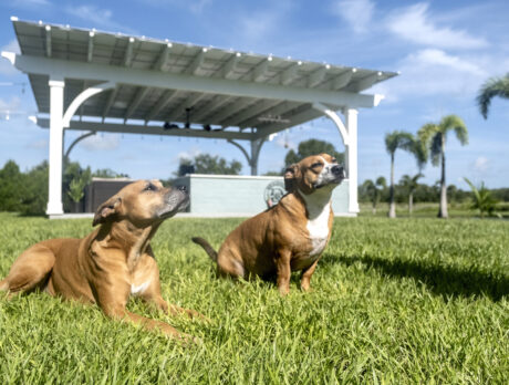 Resilient Riley and Ruger give rescues a great name