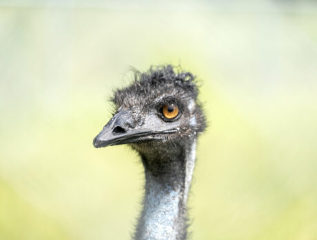 Who knew an emu could be such a cool interview?