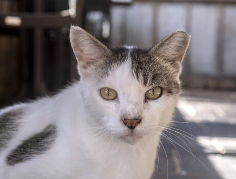 Bonz catches up with Patches, a wonderful Waldo feline