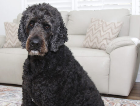 Bonz says awesome Ollie is large and in charge!