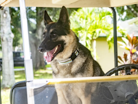 Fun-loving Grady’s not your typical German Shepherd