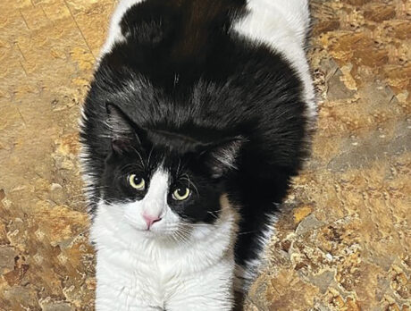Bonz has laugh attacks with Max, a funny feline