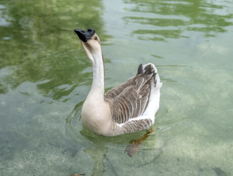 Awesome animals charm Bonz at Frick and Frack Farm