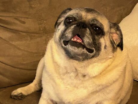 Bonz sees eye to eye with Irie, a pretty, peppy pug