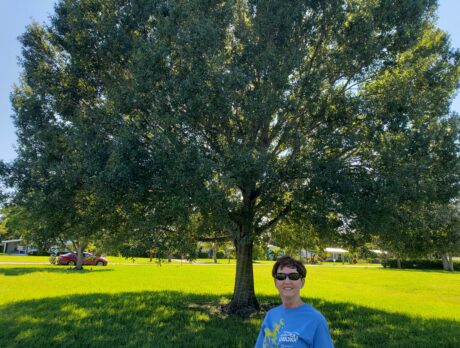 Save Our Trees