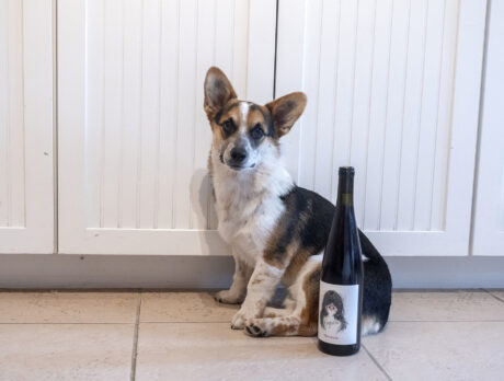 Bonz has a jolly time with Jawz, the cutest of Corgis