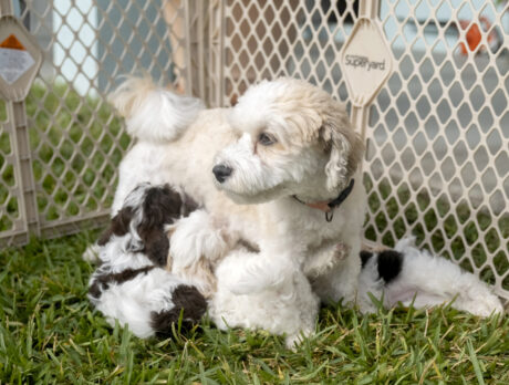 Honey Bunn and her sweet pups melt Bonz’s heart
