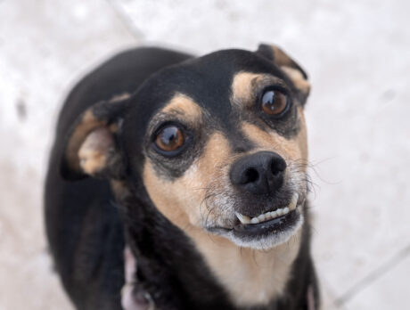 Bandit steals the show with his winning attitude