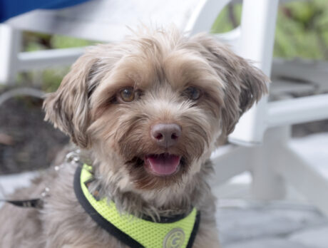 This bundle of ‘Joy’ is a super-friendly young Yorkie