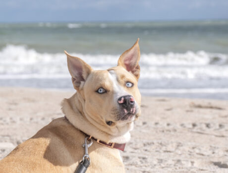 Bonz has the best time with Timon, a peppy pooch