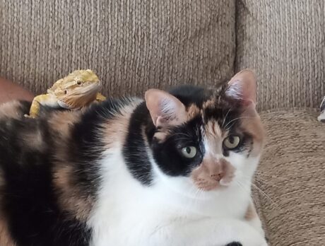 Bonz meets his first potty-trained dragon. Read on …