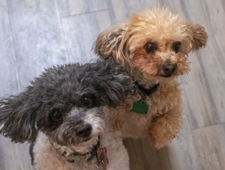 Cookie and Peanut: Deliciously cute poo-mixes