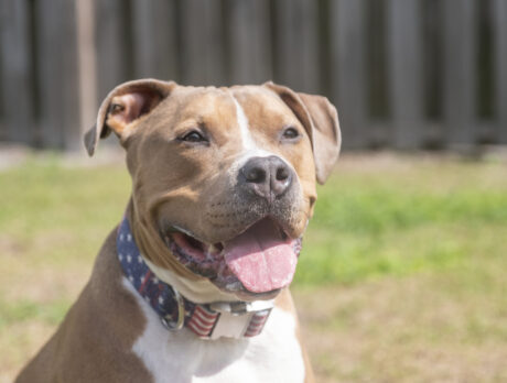 This Buddy’s the sweetest Bully you’ll ever know