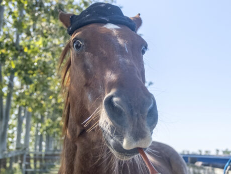A horse is a horse, unless it’s Red … who paints!