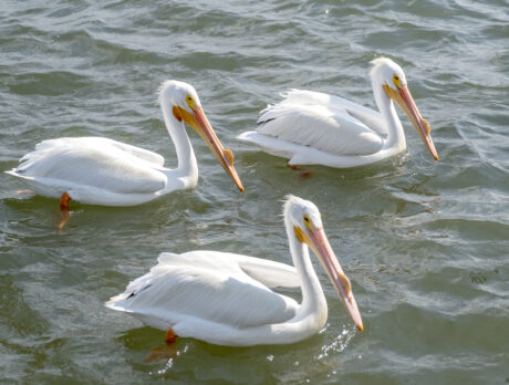 Pelican Island refuge fetes 121st!