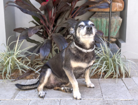 Bonz says playful and pleasant Chico is the man!