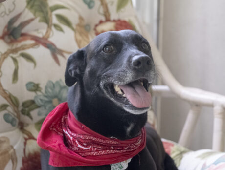 Black Lab rescue Miss Cassie sure is sweet and sassy