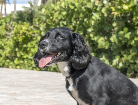 Stirring up birds is the word for hunting-dog Baxter