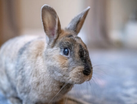 Bonz meets a real honey bunny, who’s also funny!
