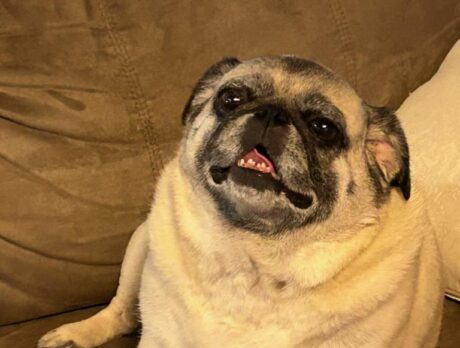 Bonz makes pals with Irie, a petite and peppy pug