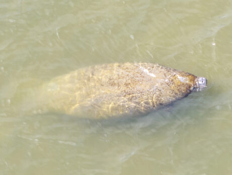 Comeback sign for manatees as fewer died here
