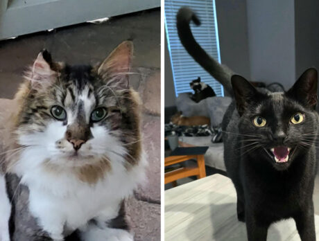 Add 2 more cool cats to Bonz’s list of feline friends