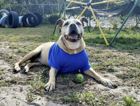 Grover’s in a groove while awaiting a forever home
