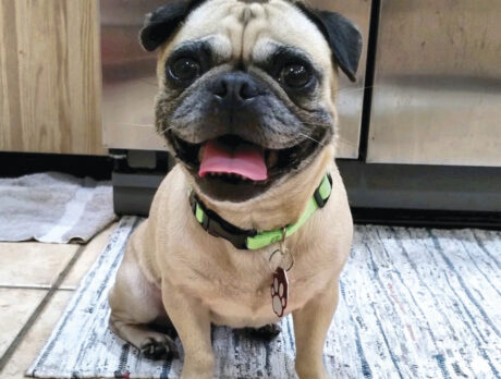 Lovely Rita joins Bonz’s neighborhood canine crew