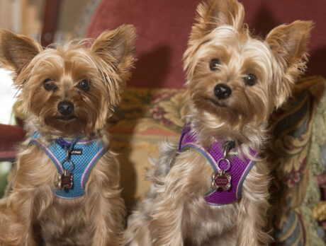 Bonz has ‘art’-felt affection for Coco and Joey