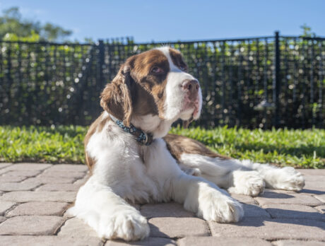Super-selfless Spencer is a credit to all Springer Spaniels!