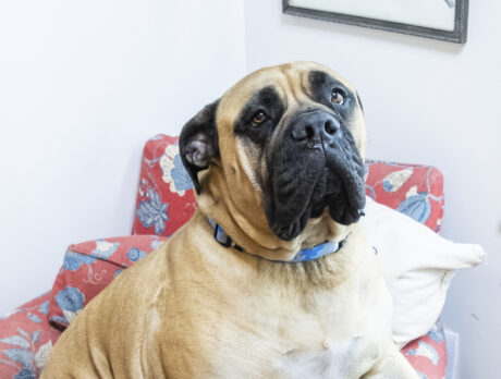 Bonz is hugely impressed with Walter the Bull Mastiff