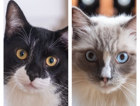 Bonz gets along famously with this phalanx of felines