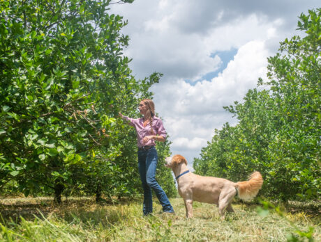 Descendents of citrus families keep industry alive here