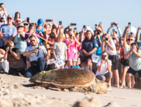 Turtle Team sounds alarm on detrimental night beach activity